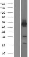 GREB1 Protein (Over-Expression Lysate Myc-DDK (Flag))