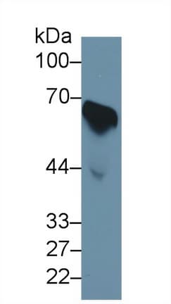 CDC25B Antibody (aa377-566, FITC)