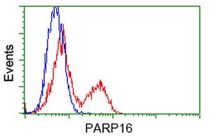 PARP16 Antibody (clone OTI2C8)