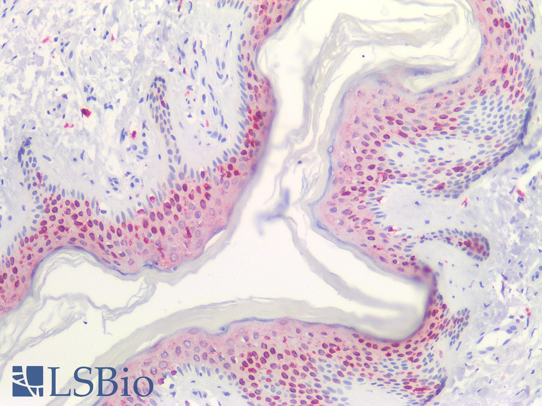 IHC-plus™ Polyclonal Rabbit anti-Human PTGS1 / COX-1 Antibody (C-Terminus, IHC, WB)