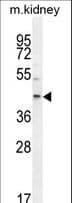 E2F2 Antibody (aa258-286)