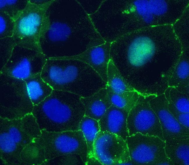 CLDN5 / Claudin 5 Antibody (clone 4C3C2, AF488)