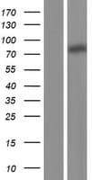 CD110 / MPL Protein (Over-Expression Lysate Myc-DDK (Flag))