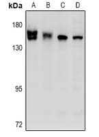 STK36 Antibody