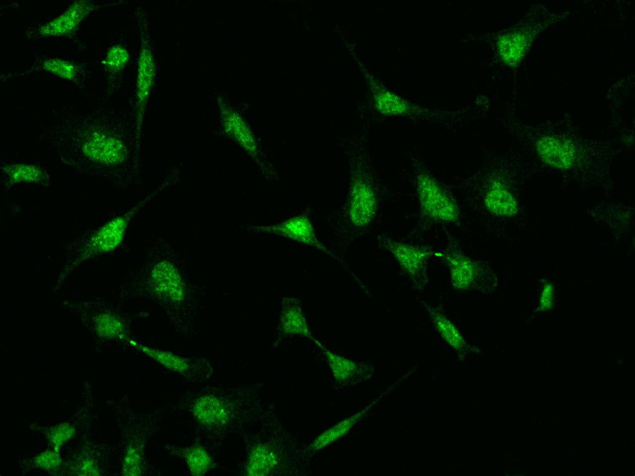 NFAT4 / NFATC3 Antibody