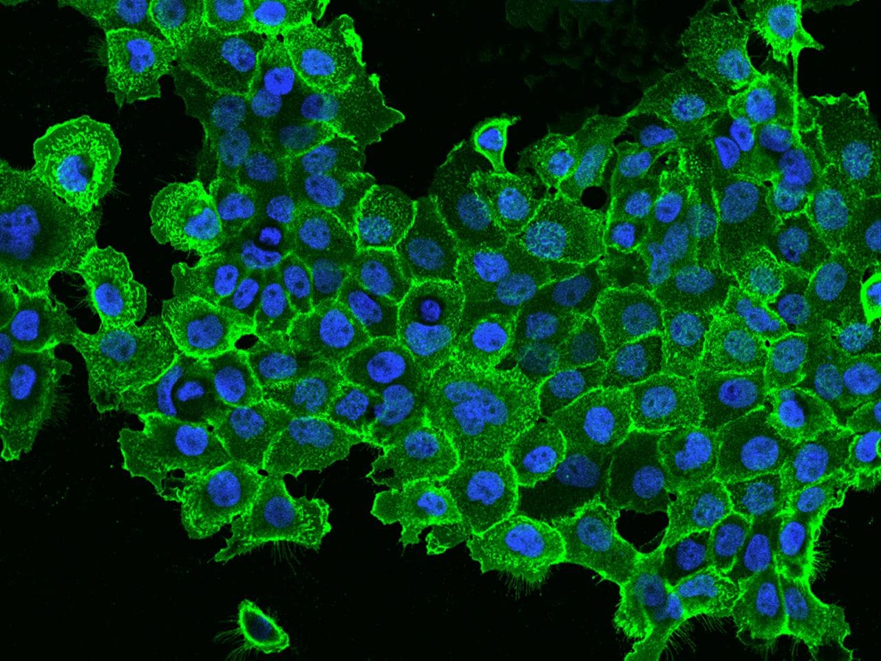 EGFR Antibody (clone 08, Preservative Free)
