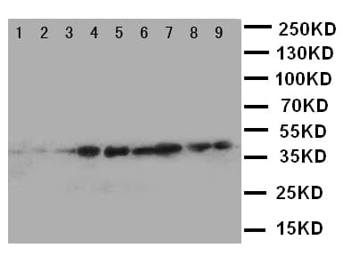CRKL Antibody (aa286-303)