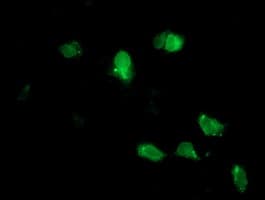 NPTN / SDR1 Antibody (clone OTI2F4)