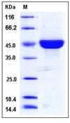 Human CD40L Protein (Recombinant Human IgG1 Fc, N-terminus)