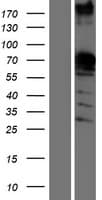 KHDRBS1 / SAM68 Protein (Over-Expression Lysate Myc-DDK (Flag))
