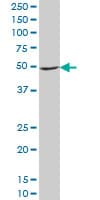 NDUFA9 Antibody (clone 3D7)