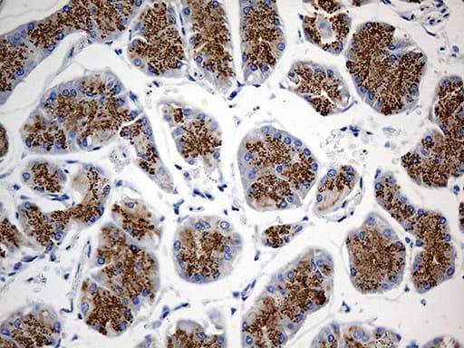 GNA14 Antibody (aa31-348, clone OTI9E9)