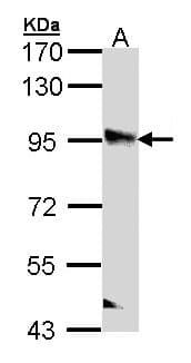 PPFIBP2 Antibody (aa120-392)