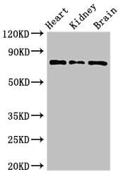 OVGP1 / Oviductin Antibody