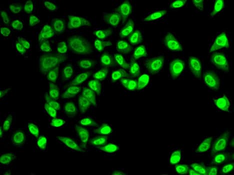 NELFE / RD / RDBP Antibody