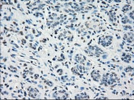 STAT1 Antibody (clone 4H9)