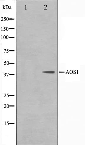 Polyclonal Rabbit anti-Human SAE1 Antibody (IF, WB)