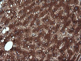 NDOR1 Antibody (clone OTI1E3)