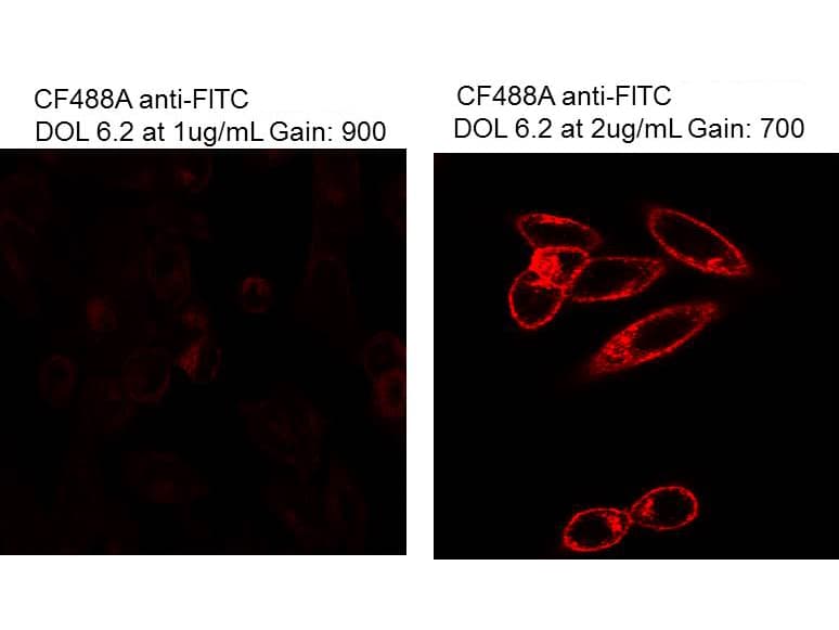 Monoclonal Mouse Fluorescein Antibody (clone 8B9.C6.D3, IHC, IF, WB)