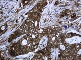 Monoclonal Mouse anti-Human PCDH7 Antibody (clone OTI1F9, IHC, WB)