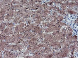 LHX1 Antibody (aa100-362, clone OTI2B4)