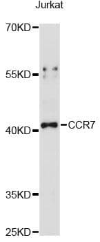 CCR7 Antibody