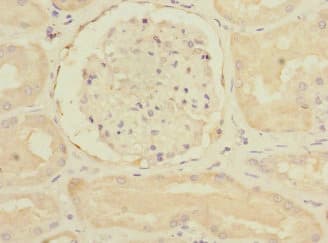 RAP2B Antibody