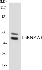 IHC-plus™ HNRPA1 / HnRNP A1 Antibody (aa36-85)