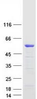Human DMTN / Dematin Protein (Recombinant Myc-DDK (Flag))