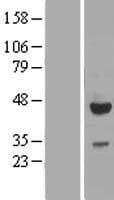 CRACR2A / EFCAB4B Protein (Over-Expression Lysate Myc-DDK (Flag))