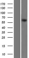 STI1 / STIP1 Protein (Over-Expression Lysate Myc-DDK (Flag))