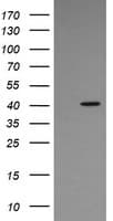 MAPK13 / p38delta Antibody (clone OTI12B6, Carrier-free)