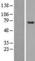 Human NOL5A / NOP56 Protein (Over-Expression Lysate Myc-DDK (Flag))
