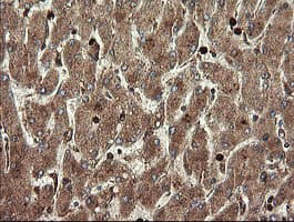 TMEM173 / STING Antibody (clone OTI4H8)