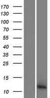 PATE3 Protein (Over-Expression Lysate Myc-DDK (Flag))
