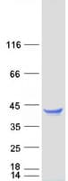 Human CLEC1A / CLEC-1 Protein (Recombinant Myc-DDK (Flag))