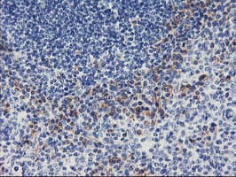 ALG2 Antibody (clone OTI1E7, Carrier-free)