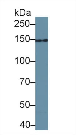 UACA Antibody (aa29-209, Biotin)