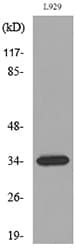 Osteoglycin / Mimecan Antibody