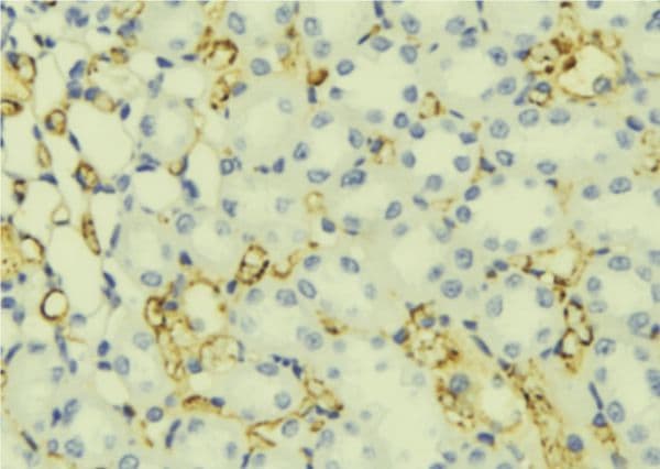 WFS1 Antibody