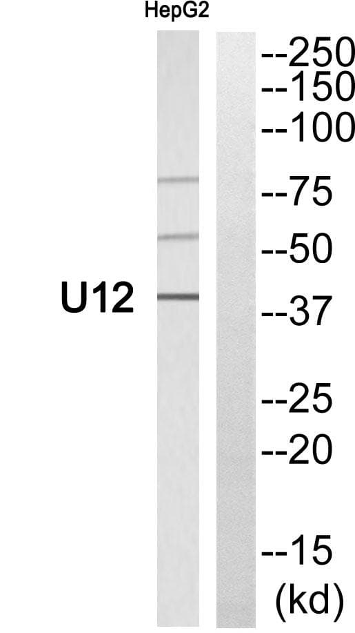Polyclonal Rabbit anti-Human U12 Antibody (IF, WB)