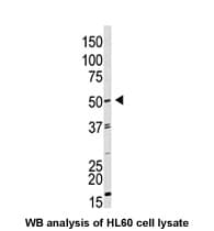 IHC-plus™ Polyclonal Rabbit anti-Human GDF9 / GDF-9 Antibody (aa45-59, IHC, WB)