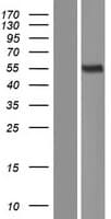 MICA Protein (Over-Expression Lysate Myc-DDK (Flag))