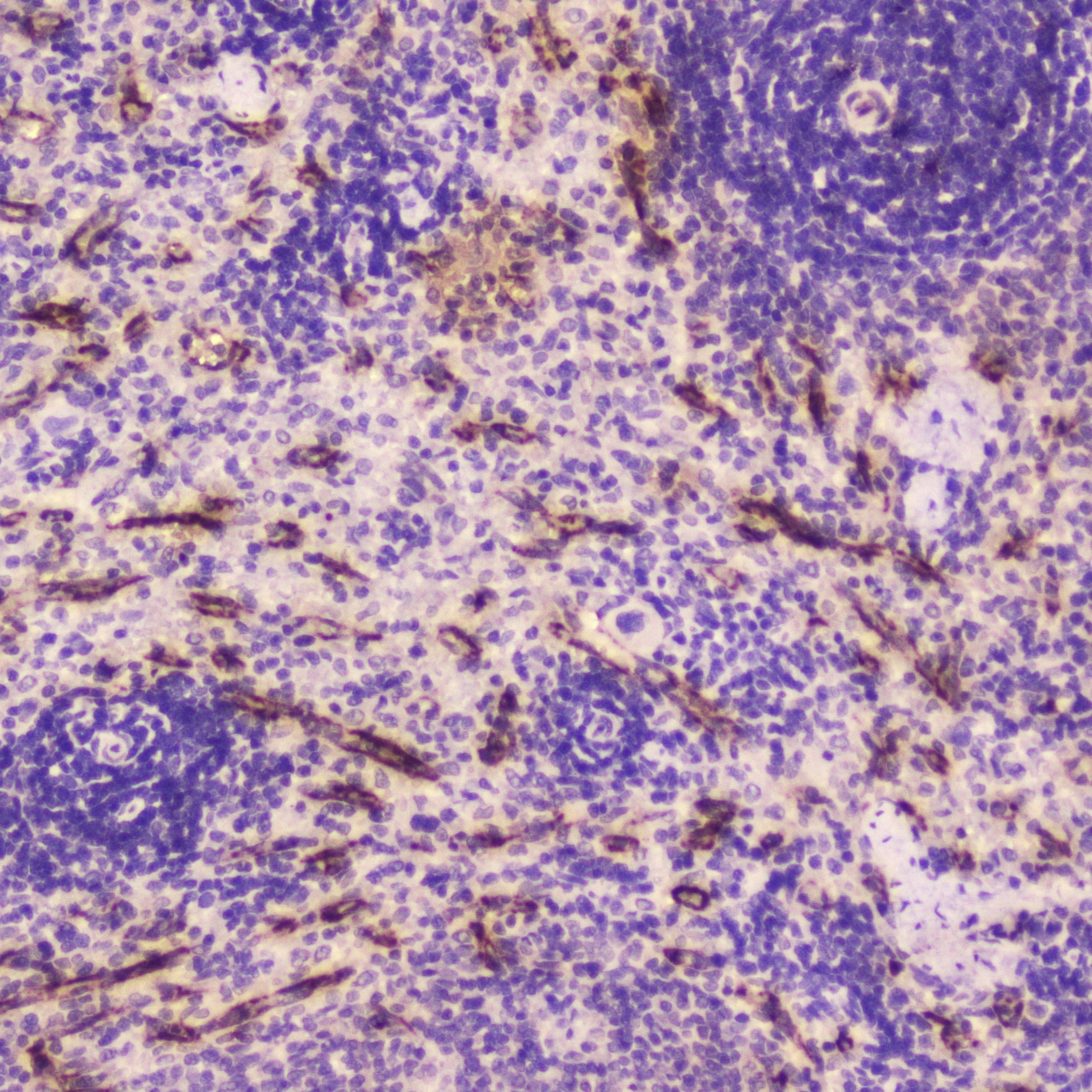Polyclonal Rabbit anti-Rat CRP / C-Reactive Protein Antibody (IHC, WB)