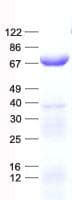 Human CCT4 / SRB Protein (Recombinant His, N-Terminal)
