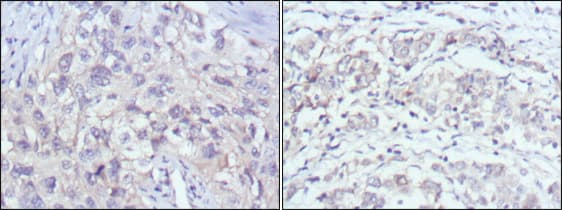 PAK2 Antibody (clone 3B5)