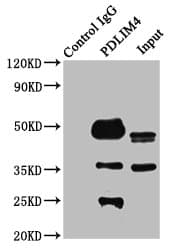 PDLIM4 / RIL Antibody