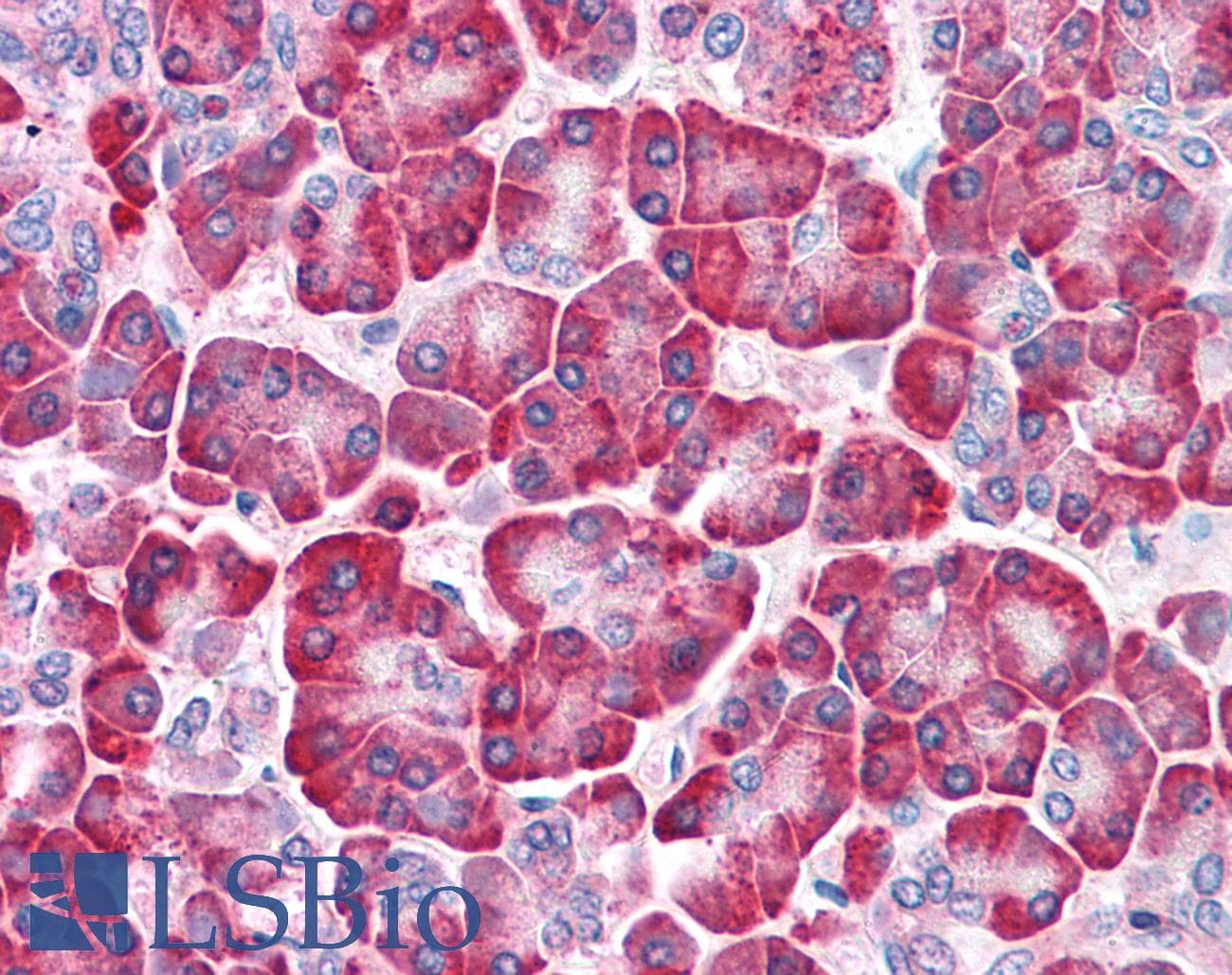 IHC-plus™ LRRN4 / C20orf75 Antibody (C-Terminus)
