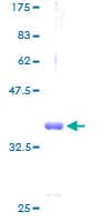 Human COXG / COX6B1 Protein (Recombinant GST)