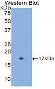 RBP5 Antibody (aa1-135)